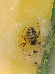 Nephilingis cruentata