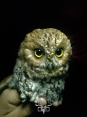 Megascops trichopsis