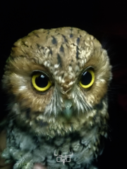 Megascops trichopsis