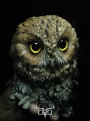 Megascops trichopsis