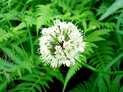 Allium ochotense