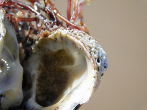 iNaturalist observation photo of Reversed Chama