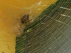 Nephilingis cruentata