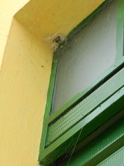 Nephilingis cruentata