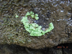 Ricciocarpos