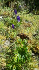 Aconitum ferox