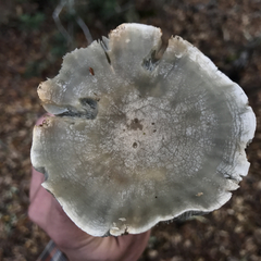 Clitocybe odora pacifica