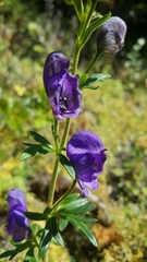 Aconitum ferox