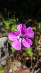 Geranium wallichianum