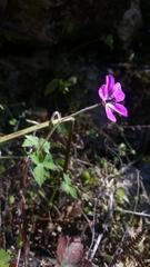 Geranium wallichianum