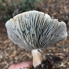 Clitocybe odora pacifica