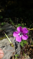 Geranium wallichianum