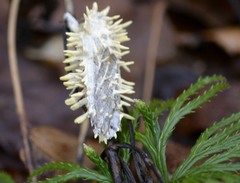 Akanthomyces aculeatus