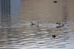 Phoenicopterus chilensis