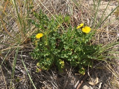 Sonchus megalocarpus