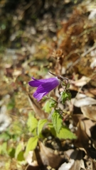 Campanula pallida