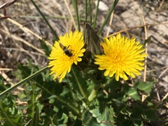 Sonchus megalocarpus