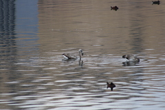 Phoenicopterus chilensis