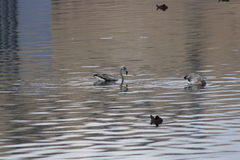 Phoenicopterus chilensis