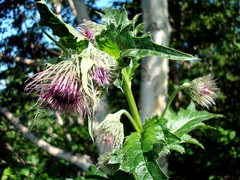 Cirsium kamtschaticum
