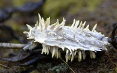 Akanthomyces aculeatus