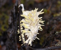 Akanthomyces aculeatus