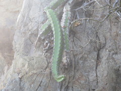 Stenocereus standleyi