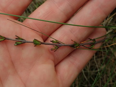 Coprosma brunnea
