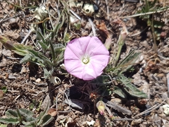 Convolvulus erubescens