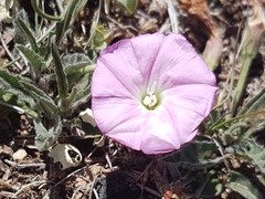 Convolvulus erubescens