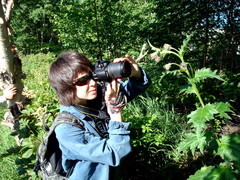 Cirsium kamtschaticum