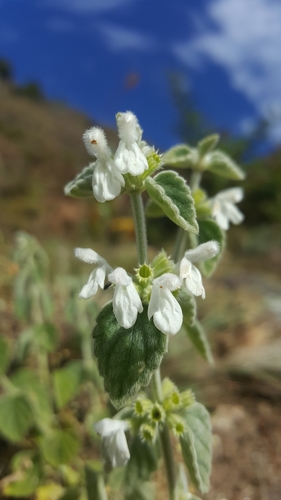 Leucas lanata