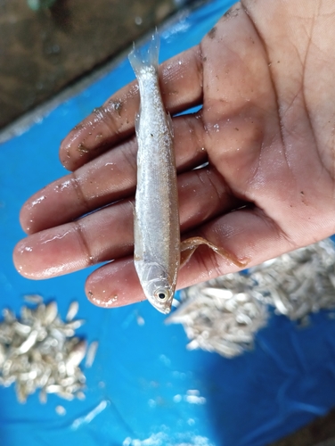 Finescale razorbelly minnow (Salmostoma phulo) — Cyprinidae — 3