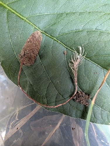 Metarhizium multisynnematum