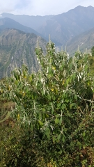 Leucosceptrum canum