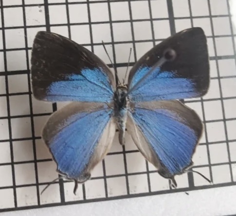 Tajuria sekii