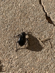 Stenomorpha convexicollis