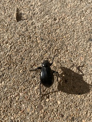 Stenomorpha convexicollis