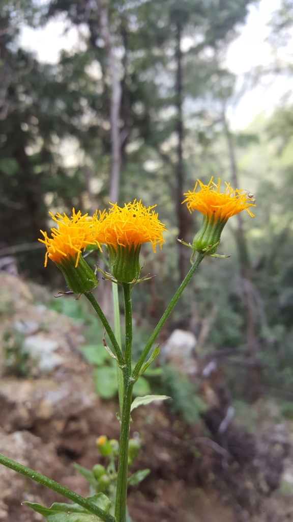 Gynura cusimbua (Gynura cusimbua)
