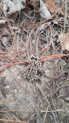 Incilius ibarrai