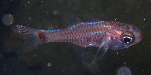 Schaduw-kardinaalbaars (Phaeoptyx conklini) — Apogonidae