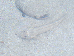 Bathygobius ramosus
