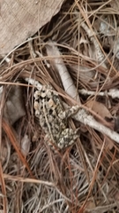 Incilius ibarrai