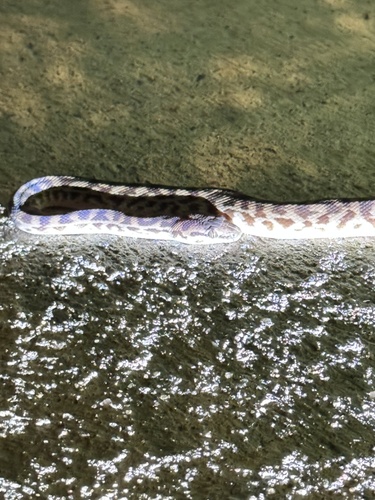 Children's Python sighting