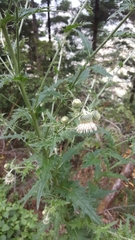 Cirsium falconeri