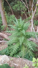 Cirsium falconeri