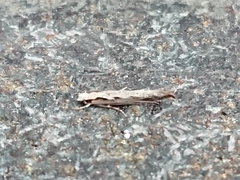 Erechthias fulguritella