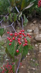 Viburnum mullaha