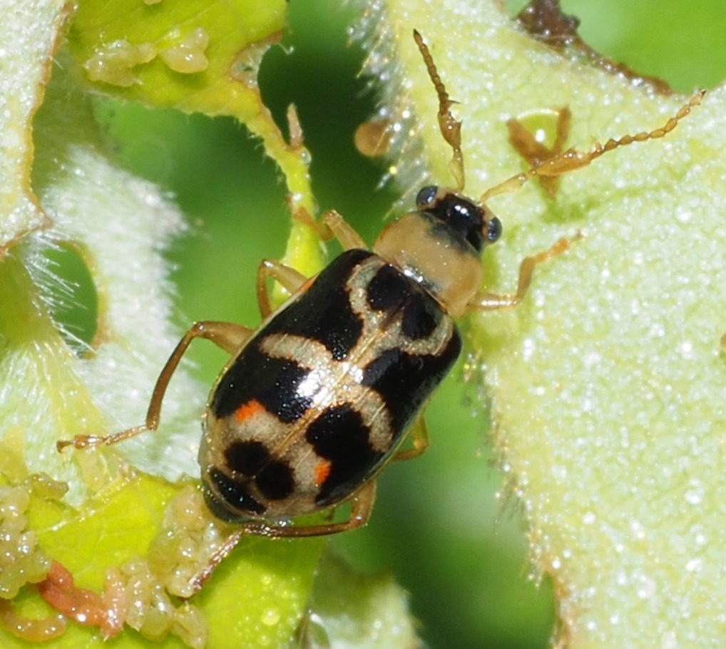 Cerotoma arcuata