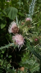 Cirsium verutum